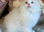 Hyperion Ragdolls - Ragdoll Kitten For Sale - Hastings, MN, US