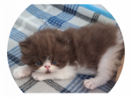 Persian and Exotic shorthair - Persian Kitten For Sale - 