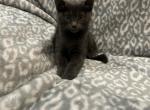Nency - Domestic Cat For Sale - Clackamas, OR, US