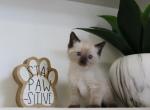 Felix - Siamese Kitten For Sale - Guys Mills, PA, US