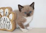 Milo - Siamese Kitten For Sale - Guys Mills, PA, US