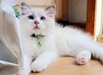 Blue Bicolor Ragdoll Kittens - Ragdoll Kitten For Sale - 