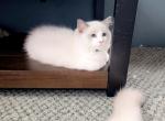General Blue - Ragdoll Kitten For Sale - New York, NY, US