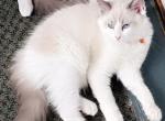 Bond - Ragdoll Kitten For Sale - New York, NY, US
