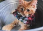 Ginger Red poly ready - Maine Coon Kitten For Sale - NY, US