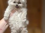 Yeti - Himalayan Kitten For Sale - NH, US