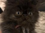 Black Persian boy - Persian Kitten For Sale - 