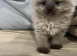 Stanley - Himalayan Kitten For Sale - NH, US