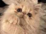 Cream girl - Persian Kitten For Sale - 