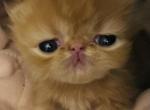 Red Male - Persian Kitten For Sale - 