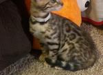 Bengal kittens - Bengal Kitten For Sale - 