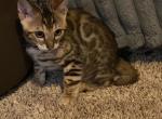 Bengal kittens for sale - Bengal Kitten For Sale - 