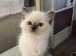 Blue Mitted Male - Ragdoll Kitten For Sale - Hadley, MA, US