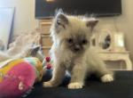 Ragdoll - Ragdoll Kitten For Sale - Huntington Beach, CA, US