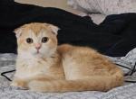 Snow - Scottish Fold Kitten For Sale - 