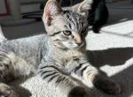 Tiger - Domestic Kitten For Sale - Carlsbad, CA, US