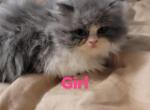 Pumpkin updated price - Persian Kitten For Sale - Conroe, TX, US