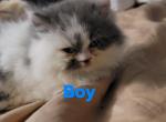 Doodle - Domestic Kitten For Sale - Conroe, TX, US