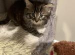 Chaco - Domestic Kitten For Sale - Westfield, MA, US