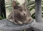 Luna - Russian Blue Kitten For Adoption - Philadelphia, PA, US