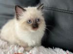 New Litter - Ragdoll Kitten For Sale - Mount Vernon, WA, US
