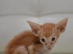 Gouda - Oriental Kitten For Sale - Sutter Creek, CA, US