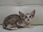 Nugget - Oriental Kitten For Sale - Sutter Creek, CA, US