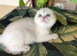 Scottish Fold   White Color  Point  Female - Scottish Fold Kitten For Sale - Orlando, FL, US