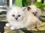 Ragdoll   Sisters - Ragdoll Kitten For Sale - Orlando, FL, US