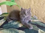 British Longhair  Blue  Male - British Shorthair Kitten For Sale - Orlando, FL, US