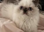 Tortie point girl - Persian Kitten For Sale - Ephrata, PA, US