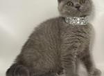 Bella - British Shorthair Kitten For Sale - Fort Wayne, IN, US