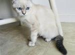 British - British Shorthair Kitten For Sale - MA, US