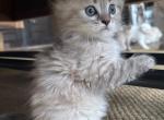 Socks - Scottish Fold Kitten For Sale - Denver, CO, US