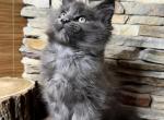 Querubin - Maine Coon Kitten For Sale - Brighton, CO, US