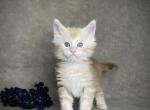 Kevin - Maine Coon Kitten For Sale - Marietta, GA, US