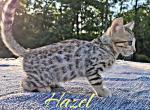 Hazel has new price - Bengal Kitten For Sale - 