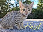 Hazel - Bengal Kitten For Sale - 
