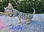 Shelby - Bengal Kitten For Sale - 