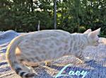 Lacy Has a New Price - Bengal Kitten For Sale - 