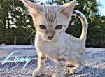 Lacy - Bengal Kitten For Sale - 