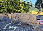 Lacy - Bengal Kitten For Sale - Needmore, PA, US