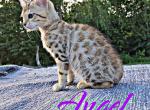 Angel has New Price - Bengal Kitten For Sale - 