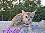 Angel - Bengal Kitten For Sale - 