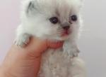 Minnie - Minuet Kitten For Sale - Austin, TX, US