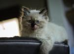 Blue Point Persian - Persian Kitten For Sale - Staten Island, NY, US