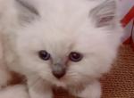 Lulu - Ragdoll Kitten For Sale - Austin, TX, US