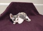 Callie - Devon Rex Kitten For Sale - Lynchburg, VA, US