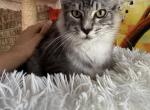 Gorgeous cat Mix Giant Main Coon with Savannah F4 - Maine Coon Kitten For Sale - FL, US