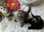 Lolly - Scottish Fold Kitten For Sale - Abingdon, MD, US